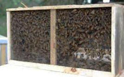 Extra Three Pound Package Bees Available Today!
