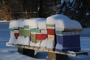 Bees in the Dead of Winter