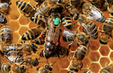 Three Pound Package Bees