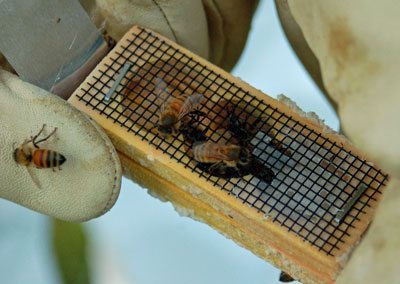 Three Pound Package Bees – Local Buzz Bees