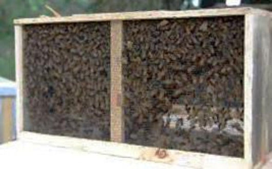 Three Pound Package Bees - Available TODAY in Livonia until sold out